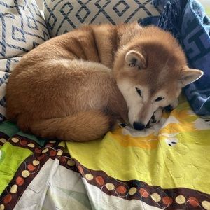 Meet your Posher, Craig